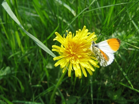 An orange-tip butterfly on a dandelion