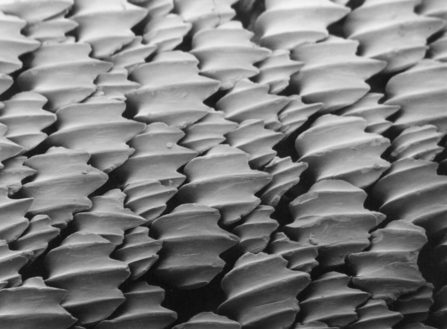 A sharks skin under a microscope
