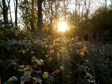 Sun peeking through the trees highlighting brambles