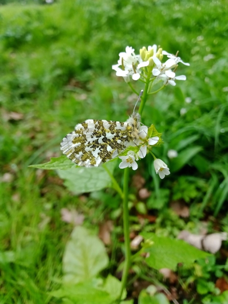 An orange tip butterfly on garlic mustard