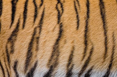 Tiger's stripes