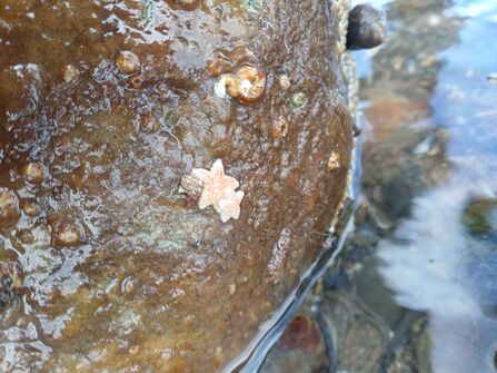 Two little starfish on a rock.
