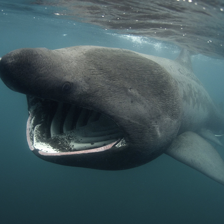 Basking Shark