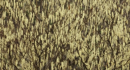 Hazel laden with catkins