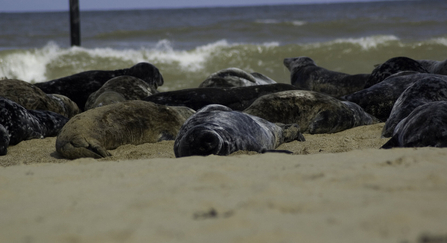 Seals on beach