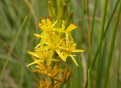 Bog Asphodel