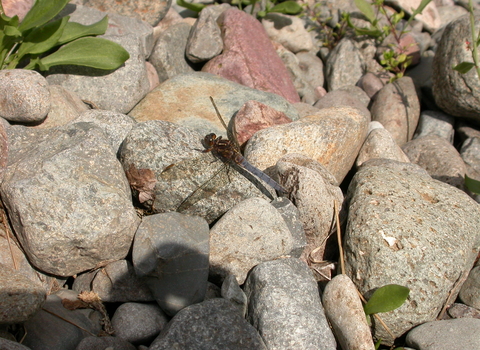 Keeled Skimmer