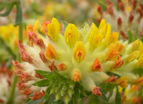 Kidney Vetch