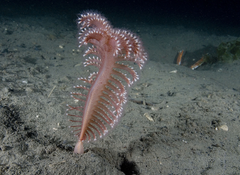 Phosphorescent sea pen