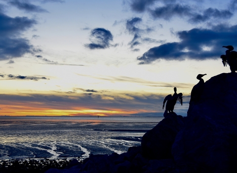 3 cormorant statues on a rock