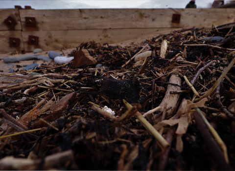 A ray eggcase with driftwood and seaweed on the strandline