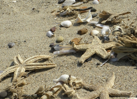 Starfish and shells on a beach