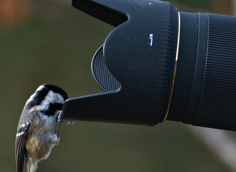 A Coal tit on the end of a camera lens