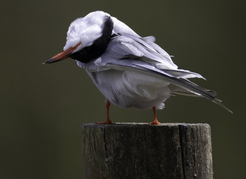 Common tern with it's head upside down