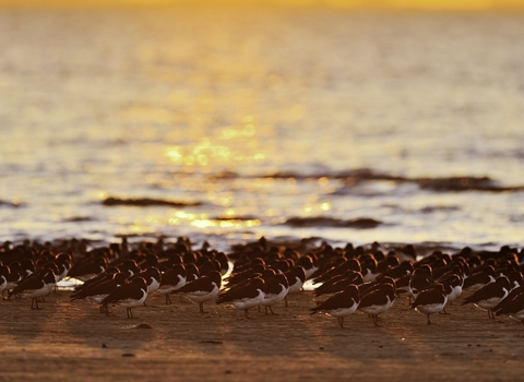 Oystercatchers