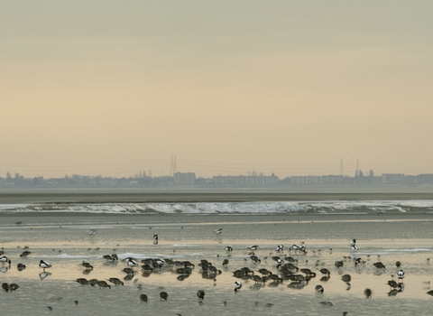 Ducks and waders feeding on mudflats