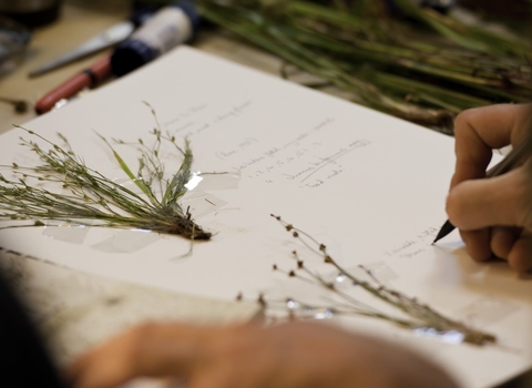 A person identifying grasses