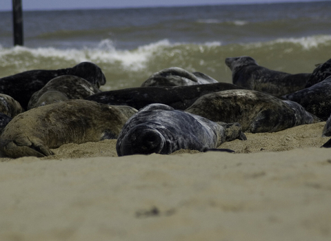 Seals on beach