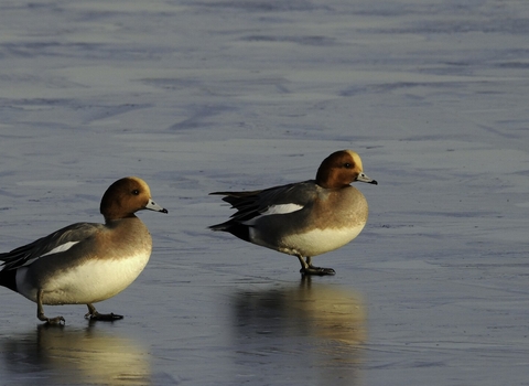 A pair of wigeon drakes